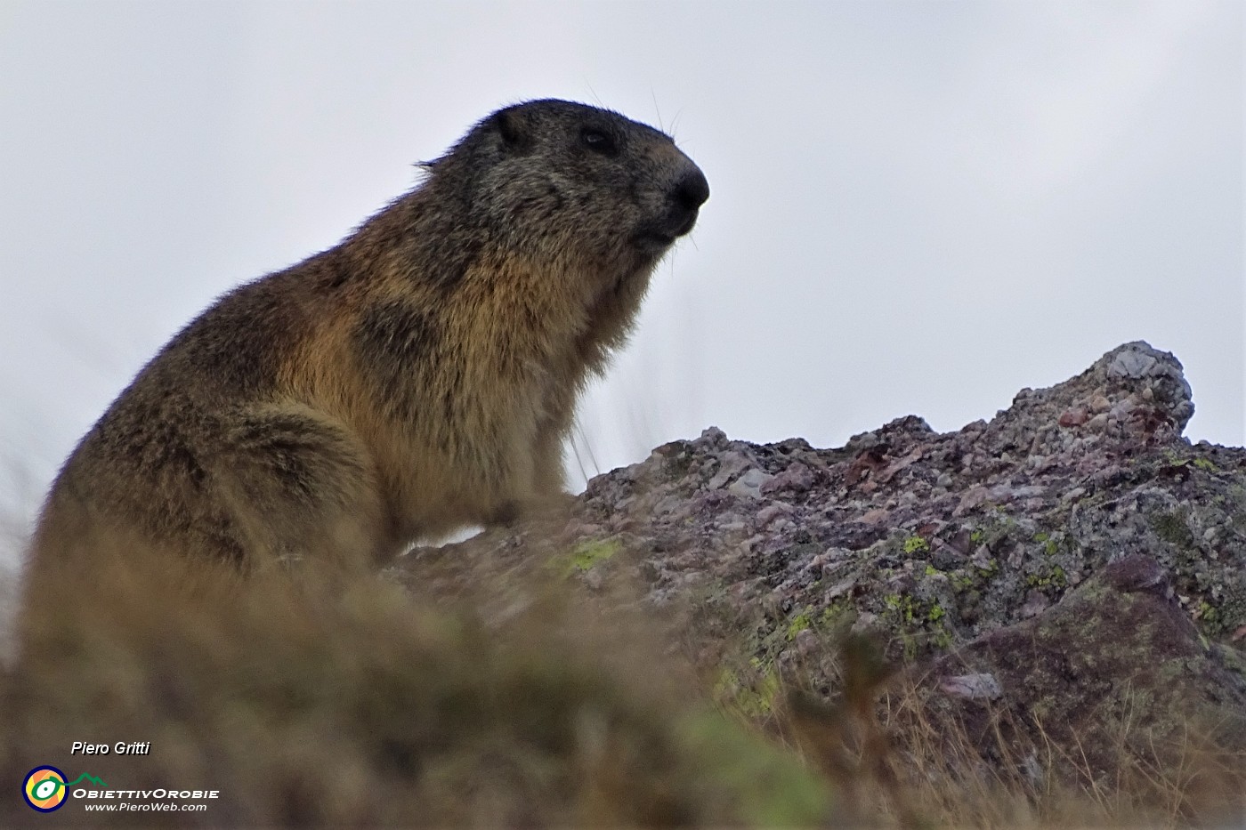 53 Marmotta in sentinella.JPG